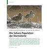 SICHER ZWISCHEN WÜSTENSAND UND GRÖSSER ALS GEDACHT DIE SAHARA POPULATION DER MARMELENTE
