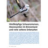 WINTER 2025/2026 WEISSKÖPFIGE SCHWANZMEISEN MEERESENTEN IM BINNENLAND
