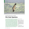 BEST�NDE �BERWIEGEND IM AUFWIND DIE GEIER SPANIENS