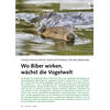 CHANCE FÜR DIE NATUR KONFLIKT POTENZIAL WO BIBER WIRKEN WÄCHST DIE VOGELWELT