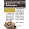 SEEIGEL-WEIDSPUR AUF BELEMNITENROSTRUM