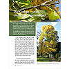 DER GINKGO - URALT, EINZIGARTIG, FASZINIEREND