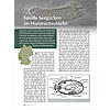 FOSSILE SEEGURKEN IM HUNSRCKSCHIEFER