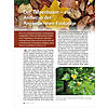 DER TULPENBAUM - EIN ARCHETYP DER ANGIOSPERMEN-EVOLUTION