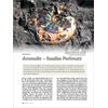AMMOLIT - FOSSILES PERLMUTT
