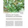 ZWEIERLEI ILLEX-FOSSILIEN - STECHPALMEN UND STEINEICHEN