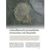 LEBENDBEWUCHS JURAZEITLICHER AMMONITEN MIT MUSCHELN