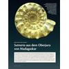 SUTNERIA AUS DEM OBERJURA VON MADAGASKAR