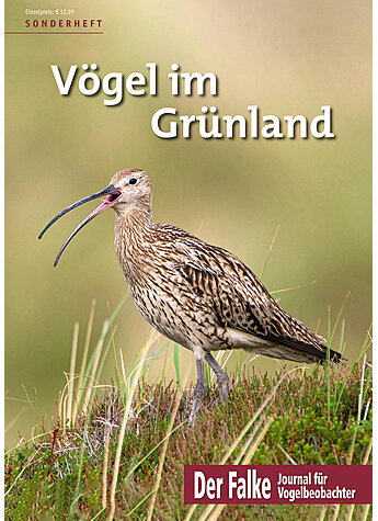 Produktbild fr 'FALKE SONDERHEFT 2021 VGEL IM GRNLAND'
