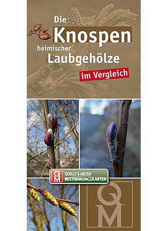 BESTIMMUNGSKARTE-DIE KNOSPEN HEIMISCHER UND KULTIVIERTER LAUBGEHLZE IM VERGLEICH