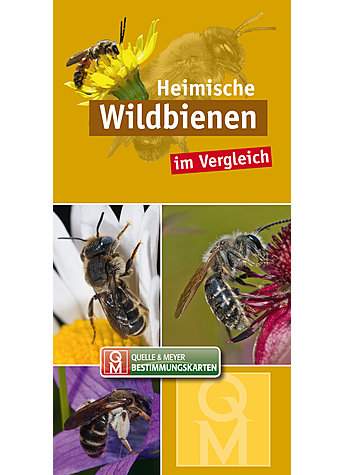 HEIMISCHE WILDBIENEN IM VERGLEICH - BESTIMMUNGSKARTE