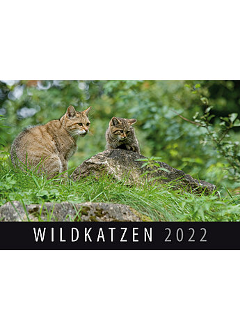 WANDKALENDER WILDKATZEN 2022