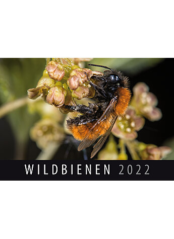 WANDKALENDER WILDBIENEN 2022