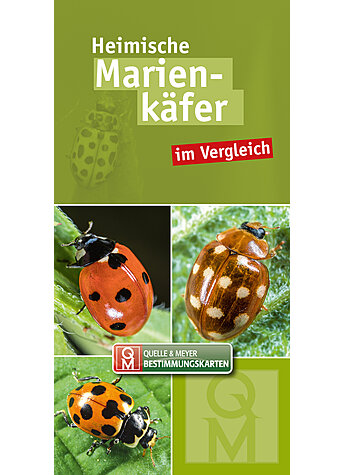 MARIENKFER IM VERGLEICH BESTIMMUNGSKARTEN 10er SET