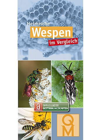 HEIMISCHE WESPEN IM VERGLEICH BESTIMMUNGSKARTE