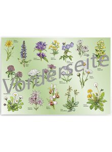 Produktbild fr 'TISCHSET WIESENBLUMEN'