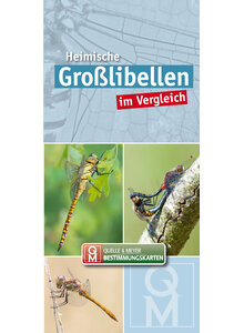 HEIMISCHE GROLIBELLEN IM VERGLEICH