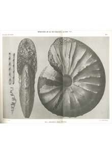 ETUDE SUR LA FAUNA D GAULT DE COSNE 1882 (9-2)