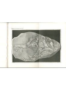 BER EINEN NEUEN SAURUS AUS DER TRIAS 1879 (6-2)