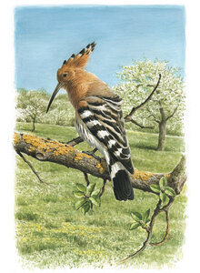 ATLAS DEUTSCHER BRUTVOGELARTEN (ADEBAR) - Bild 3