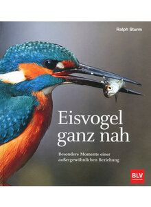 EISVOGEL GANZ NAH - RALPH STURM