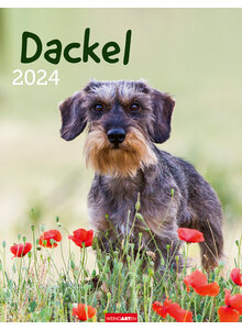 KALENDER DACKEL 2024 -