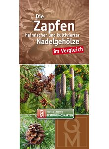BESTIMMUNGSKARTE DIE ZAPFEN HEIMISCHER UND KULTIVIERTER NADELGEHLZE IM VERGLEICH