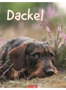 Auf diesem Bild sehen Sie das Produktbild fr KALENDER DACKEL 2026 -