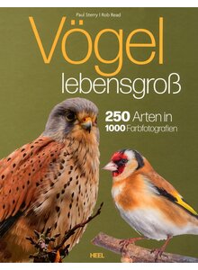 Auf diesem Bild sehen Sie das Produktbild fr VGEL LEBENSGRO - STERRY/READ