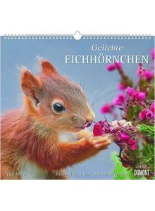 Auf diesem Bild sehen Sie das Produktbild f�r KALENDER GELIEBTE EICHH�RNCHEN 2027 -