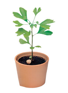Produktbild fr 'GINKGO BILOBA ANZUCHTSET'