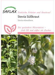 STEVIA SSSKRAUT SAMEN