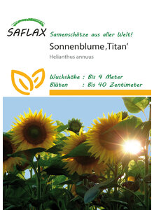 Auf diesem Bild sehen Sie das Produktbild fr RIESENSONNENBLUMEN-SAMEN