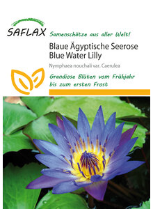 BLAUE GYPTISCHE SEEROSE SAMEN