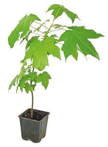 AMBERBAUM PFLANZE