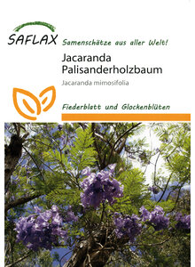 JACARANDA-SAMEN