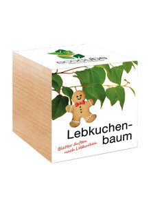 Produktbild fr 'ECOCUBE LEBKUCHENBAUM SAMEN'