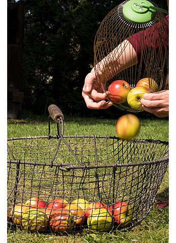 NUSS- UND OBSTSAMMLER Bild 4