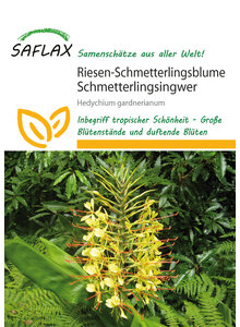 RIESEN-SCHMETTERLINGSBLUME