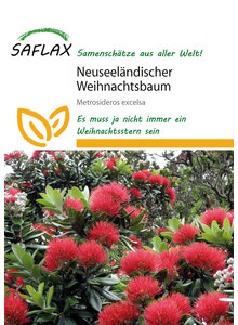 NEUSEELNDISCHER WEIHNACHTS- BAUM SAMEN