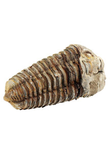 Produktbild fr 'FOSSILER TRILOBIT'