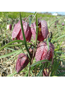 Auf diesem Bild sehen Sie das Produktbild fr SCHACHBRETTBLUME-ZWIEBEL