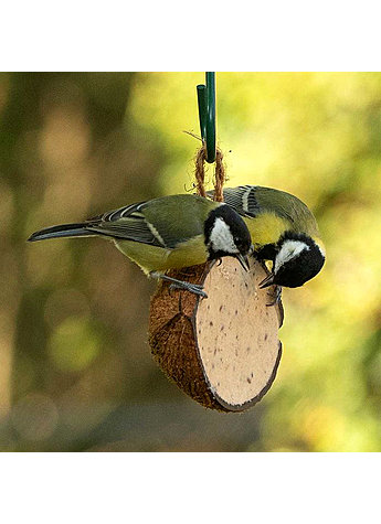 Auf diesem Bild sehen Sie das Produktbild fr HALBE KOKOSNUSS GEFLLT MIT INSEKTEN UND MEHLWRMERN