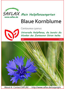 BLAUE KORNBLUME SAMEN