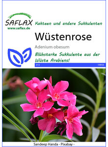 WSTENROSE SAMEN