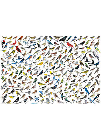 PUZZLE VOGELWELT 2000 TEILE Bild 2