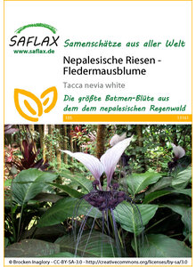 SAMEN NEPALESISCHE RIESEN-FLEDERMAUSBLUME