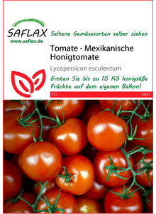 SAMEN MEXIKANISCHE HONIGTOMATE