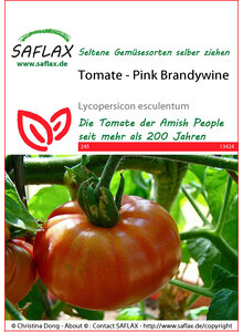 SAMEN PINK BRANDYWINE TOMATE