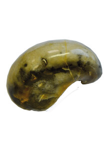 Produktbild fr 'FOSSILE VERSTEINERTE AUSTER GRYPHAEA ARCUATA - JURA'